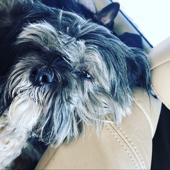 Meet your Posh Ambassador Posher, Gretta - Picture 13 of 15